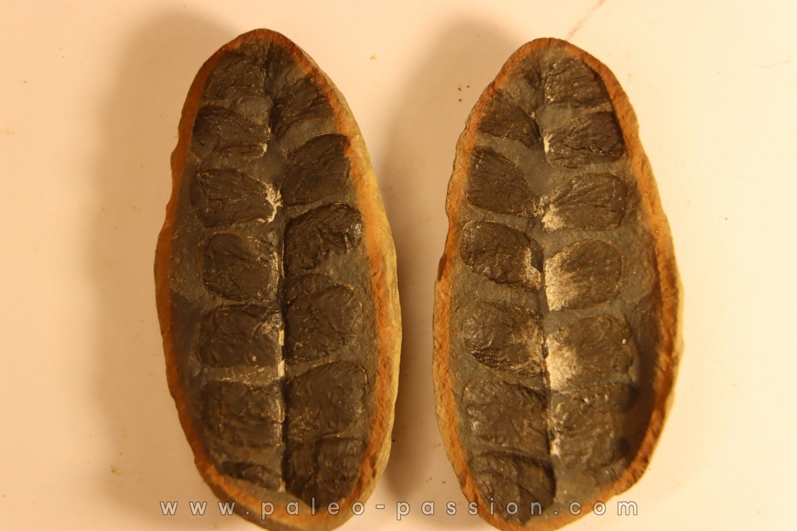 Nodule de fougère: Odontopteris subcuneata - carbonifère - Mazon creek - Illinois - USA
