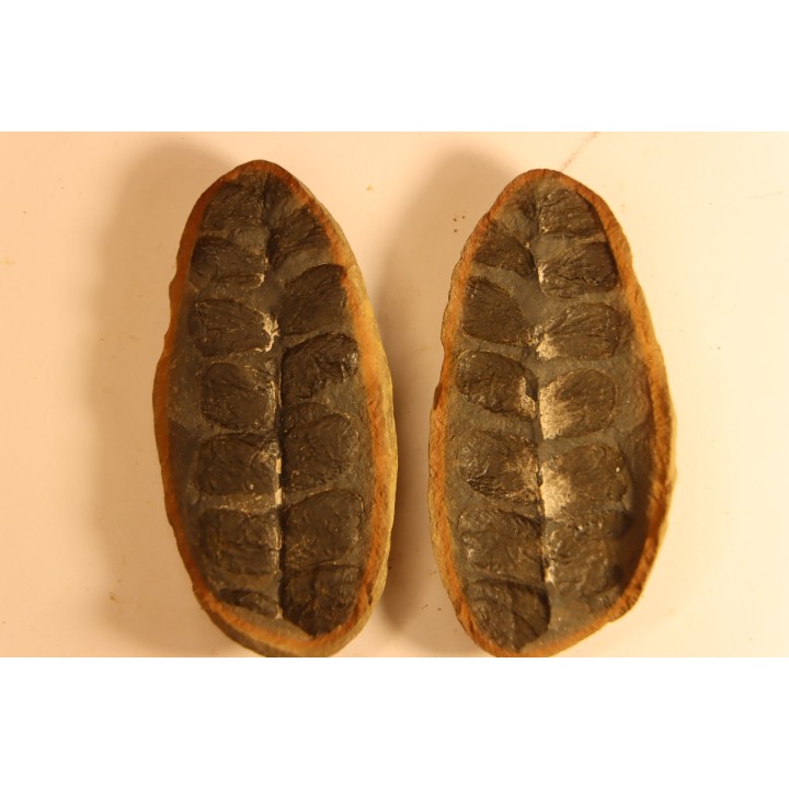 Odontopteris subcuneata - carboniferous - Mazon creek - Illinois - USA