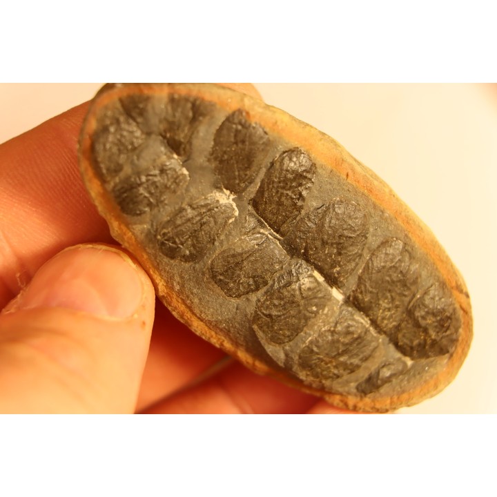 Nodule de fougère: Odontopteris subcuneata - carbonifère - Mazon creek - Illinois - USA
