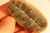 Odontopteris subcuneata - carboniferous - Mazon creek - Illinois - USA