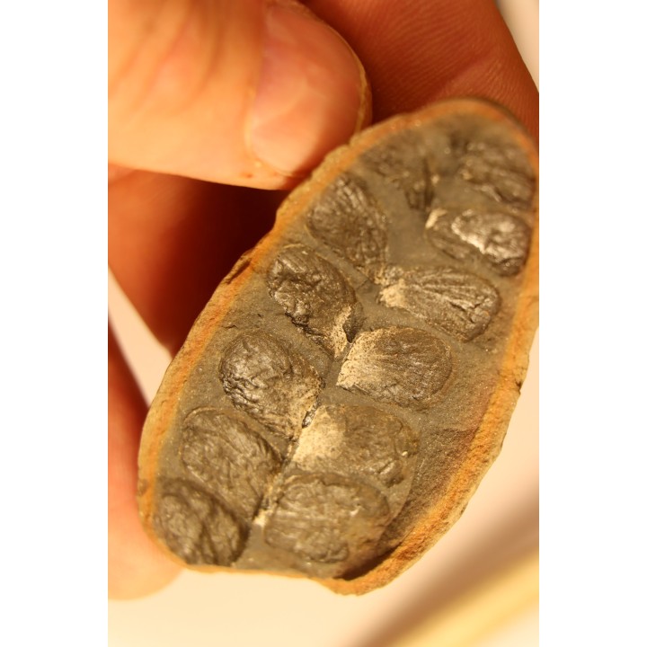 Odontopteris subcuneata - carboniferous - Mazon creek - Illinois - USA