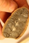 Nodule de fougère: Odontopteris subcuneata - carbonifère - Mazon creek - Illinois - USA