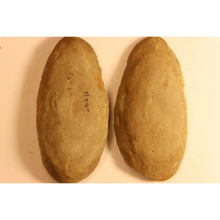 Nodule de fougère: Odontopteris subcuneata - carbonifère - Mazon creek - Illinois - USA