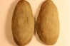 Nodule de fougère: Odontopteris subcuneata - carbonifère - Mazon creek - Illinois - USA