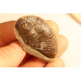 Cyclopteris orbicularis - carboniferous - Mazon creek - Illinois - USA