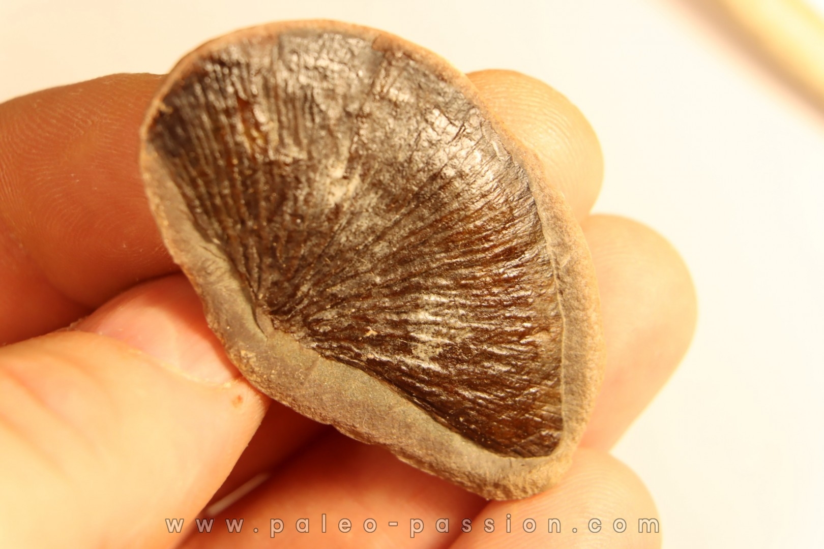Nodule de fougère: Cyclopteris orbicularis - carbonifère - Mazon creek - Illinois - USA