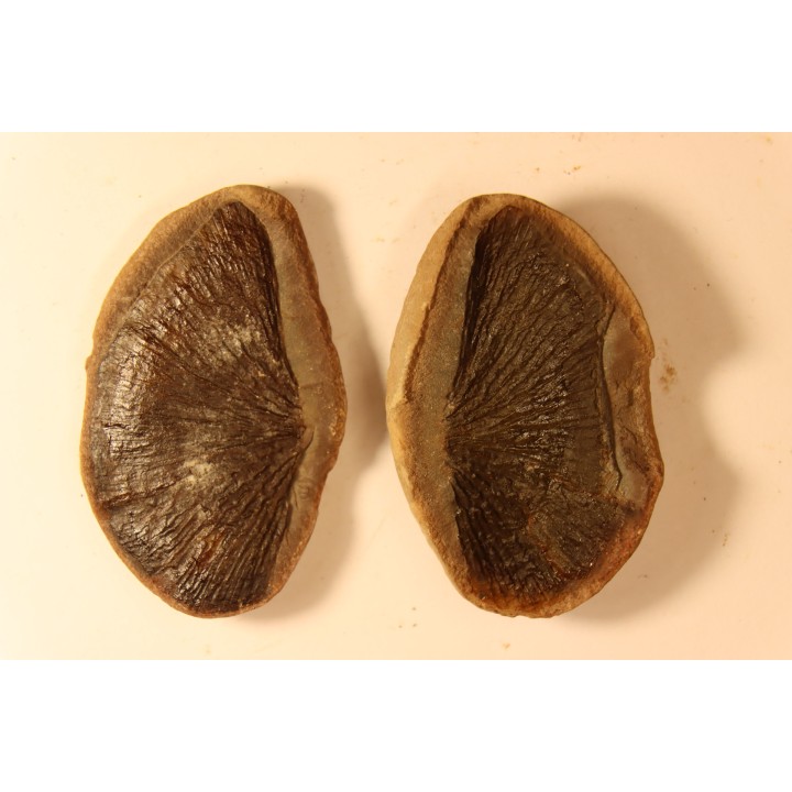 Cyclopteris orbicularis - carboniferous - Mazon creek - Illinois - USA