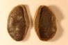 Nodule de fougère: Cyclopteris orbicularis - carbonifère - Mazon creek - Illinois - USA