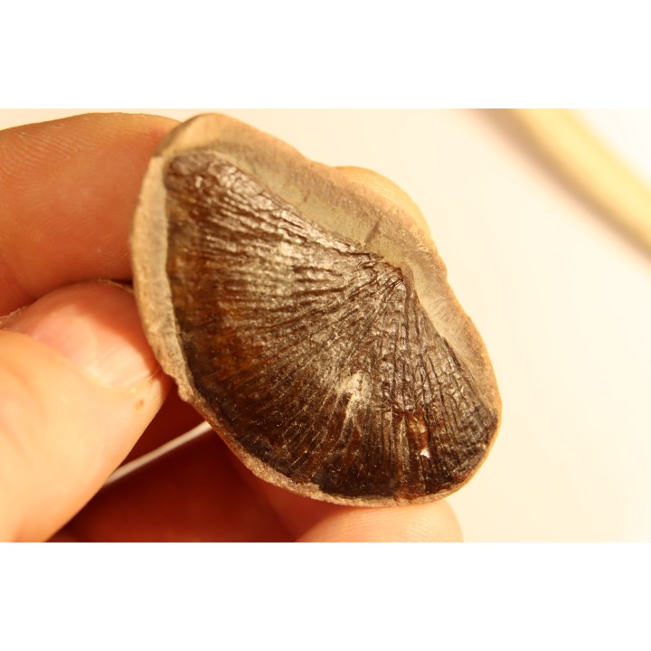 Cyclopteris orbicularis - carboniferous - Mazon creek - Illinois - USA
