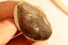 Cyclopteris orbicularis - carboniferous - Mazon creek - Illinois - USA