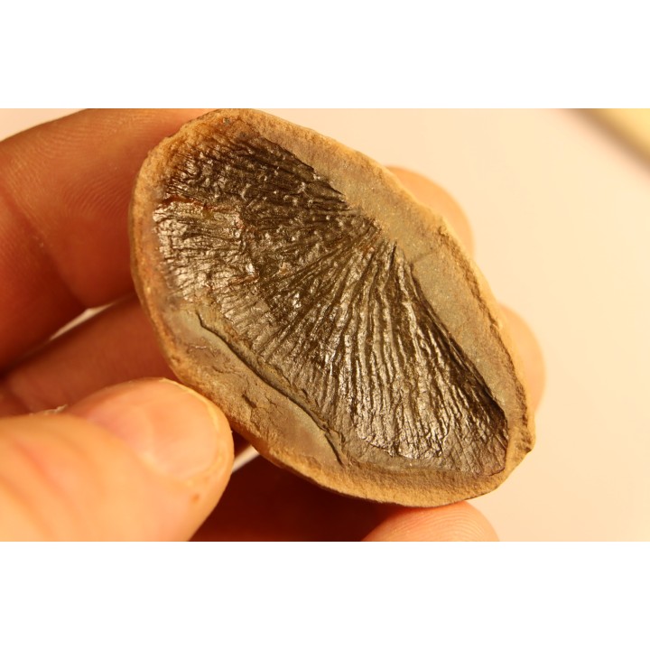 Cyclopteris orbicularis - carboniferous - Mazon creek - Illinois - USA