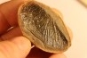 Cyclopteris orbicularis - carboniferous - Mazon creek - Illinois - USA