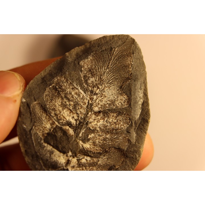 Nodule de fougère: Neuropteris vermicularis - carbonifère - Mazon creek - Illinois - USA