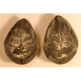 Nodule de fougère: Neuropteris vermicularis - carbonifère - Mazon creek - Illinois - USA