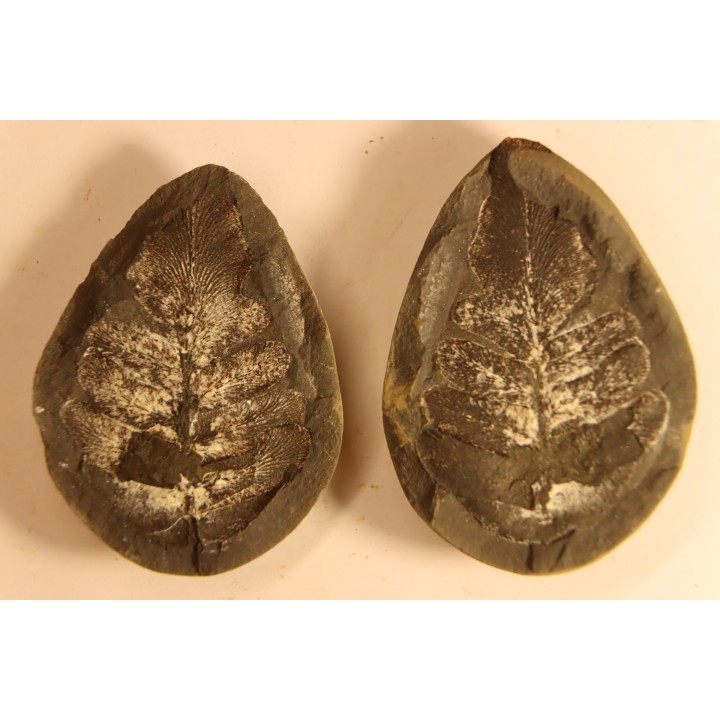 Neuropteris vermicularis - carboniferous - Mazon creek - Illinois - USA