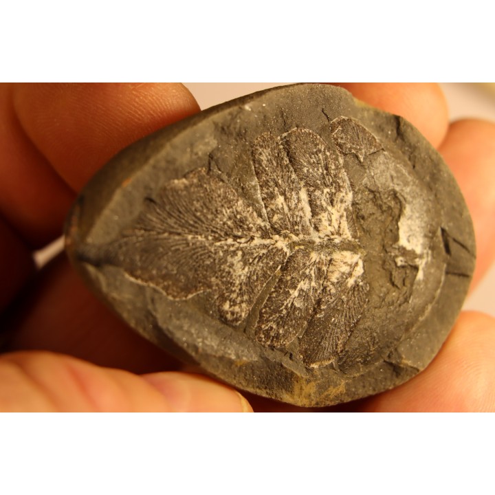 Neuropteris vermicularis - carboniferous - Mazon creek - Illinois - USA