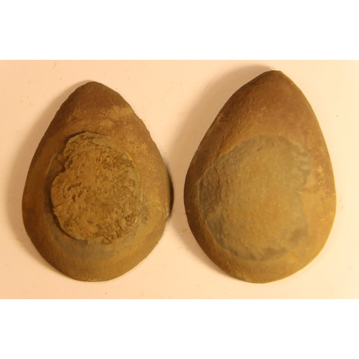 Nodule de fougère: Neuropteris vermicularis - carbonifère - Mazon creek - Illinois - USA