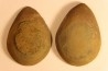Nodule de fougère: Neuropteris vermicularis - carbonifère - Mazon creek - Illinois - USA
