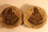 Neuropteris aff. ovata - carboniferous - Mazon creek - Illinois - USA