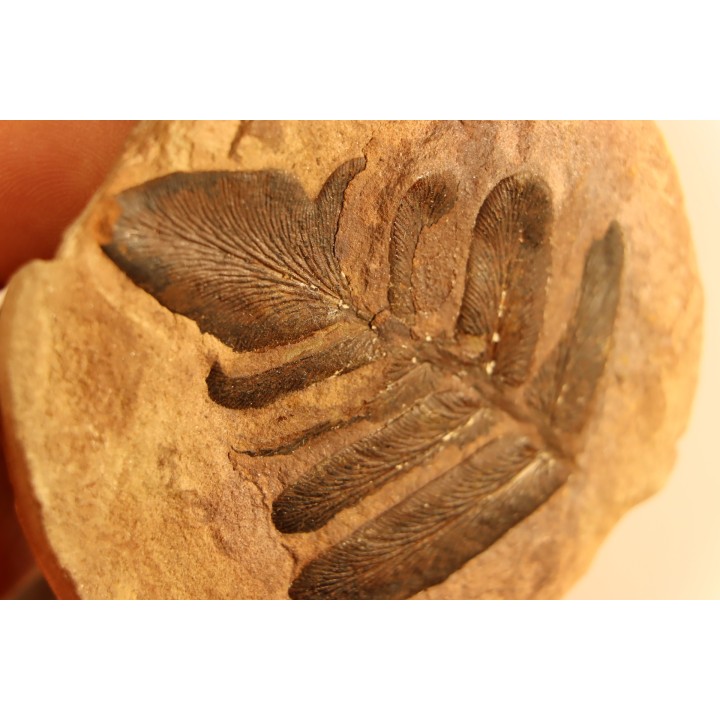 Nodule de fougère: Neuropteris aff. ovata - carbonifère - Mazon creek - Illinois - USA