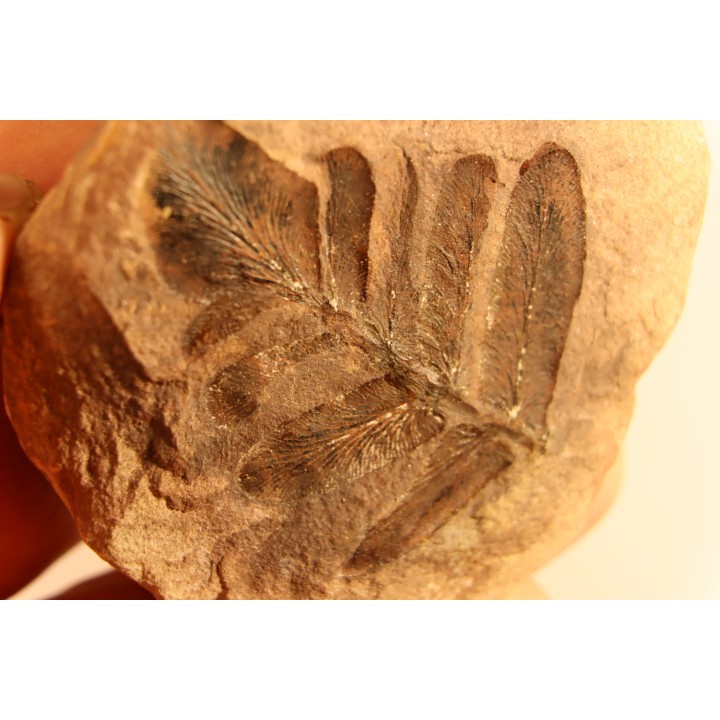 Nodule de fougère: Neuropteris aff. ovata - carbonifère - Mazon creek - Illinois - USA