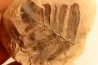 Neuropteris aff. ovata - carboniferous - Mazon creek - Illinois - USA