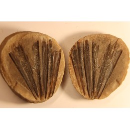 Nodule de fougère: Ciperites bicarinatus - carbonifère - Mazon creek - Illinois - USA