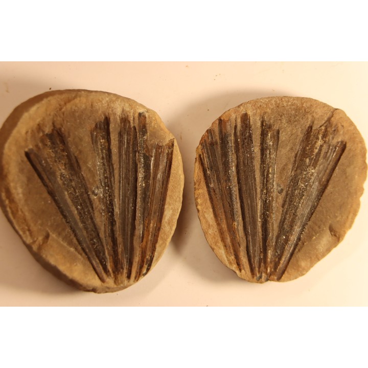 Nodule de fougère: Ciperites bicarinatus - carbonifère - Mazon creek - Illinois - USA