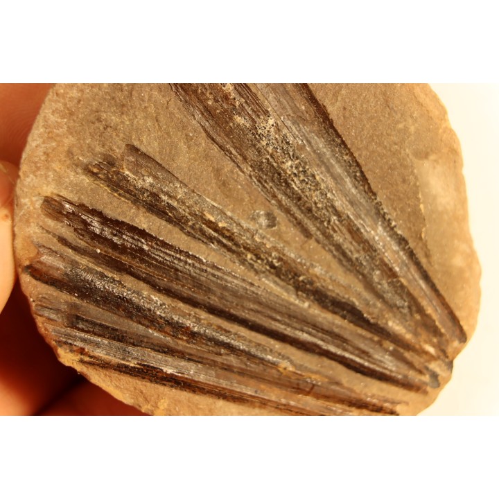 Ciperites bicarinatus  - carboniferous - Mazon creek - Illinois - USA