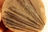 Ciperites bicarinatus  - carboniferous - Mazon creek - Illinois - USA