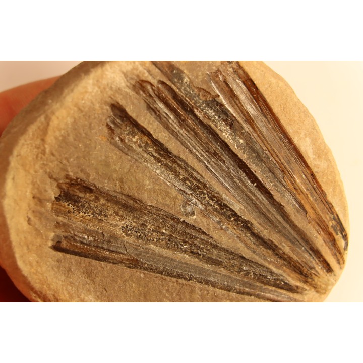 Ciperites bicarinatus  - carboniferous - Mazon creek - Illinois - USA