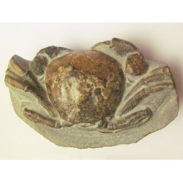 Tumidocarcinus Giganteus