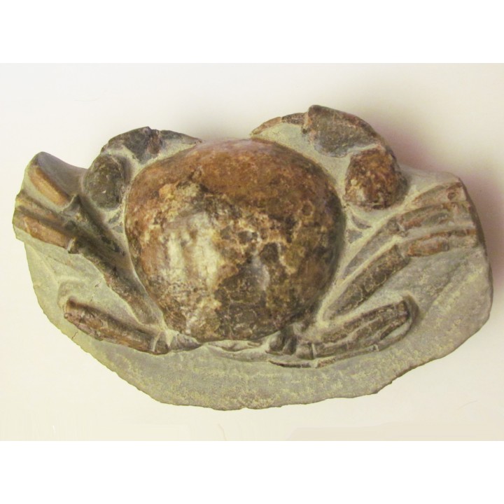 Tumidocarcinus Giganteus