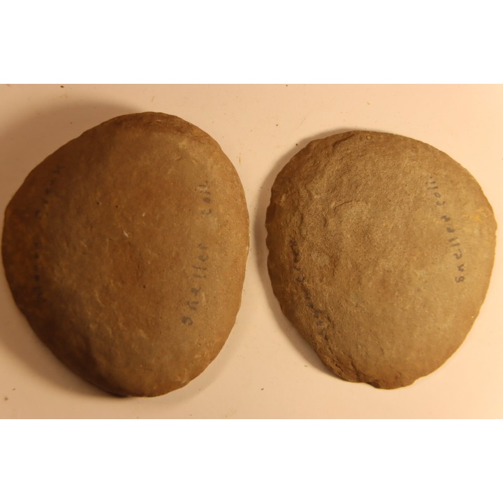 Nodule de fougère: Ciperites bicarinatus - carbonifère - Mazon creek - Illinois - USA