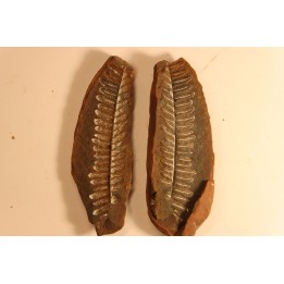 Nodule de fougère: Diplazites unita  - carbonifère - Mazon creek - Illinois - USA