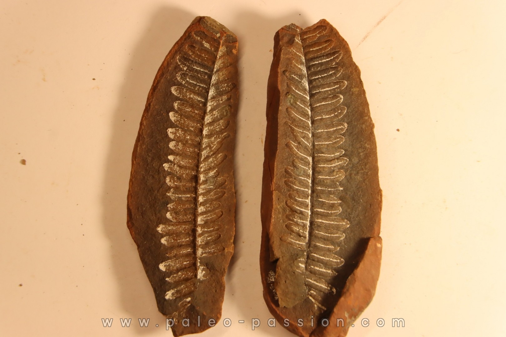 Diplazites unita - carboniferous - Mazon creek - Illinois - USA
