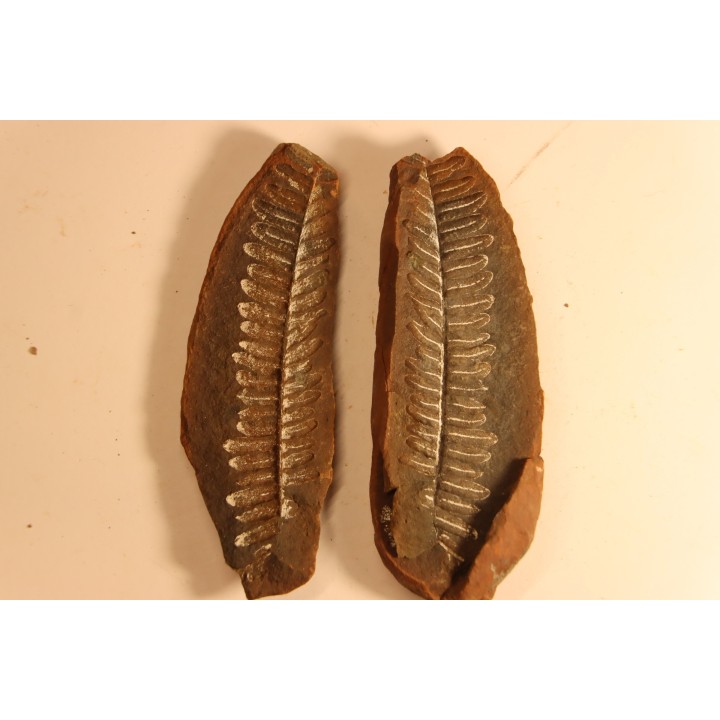 Nodule de fougère: Diplazites unita  - carbonifère - Mazon creek - Illinois - USA