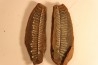 Nodule de fougère: Diplazites unita  - carbonifère - Mazon creek - Illinois - USA