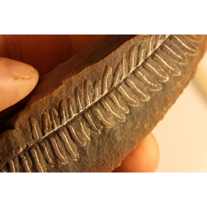 Nodule de fougère: Diplazites unita  - carbonifère - Mazon creek - Illinois - USA