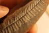 Nodule de fougère: Diplazites unita  - carbonifère - Mazon creek - Illinois - USA