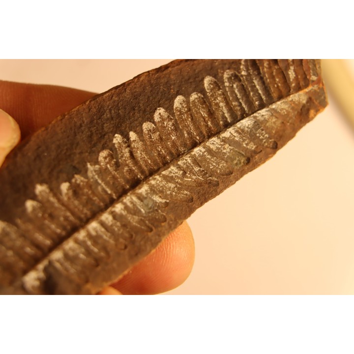 Diplazites unita  - carboniferous - Mazon creek - Illinois - USA