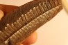 Nodule de fougère: Diplazites unita  - carbonifère - Mazon creek - Illinois - USA