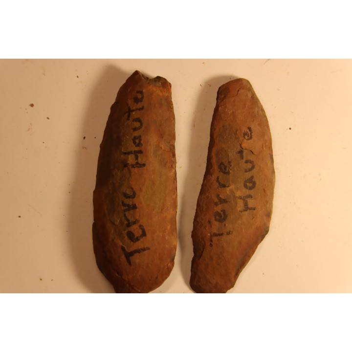 Diplazites unita  - carboniferous - Mazon creek - Illinois - USA