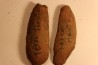 Diplazites unita - carboniferous - Mazon creek - Illinois - USA