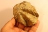 Ostrea nicaisei - Coniacien - Amérique du sud