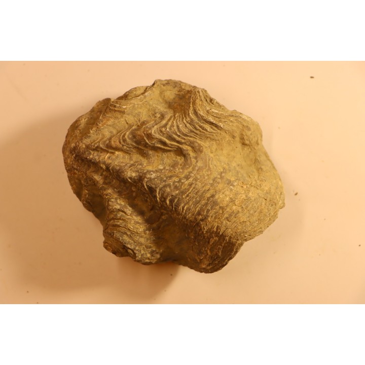 Ostrea nicaisei - Coniacien - south América
