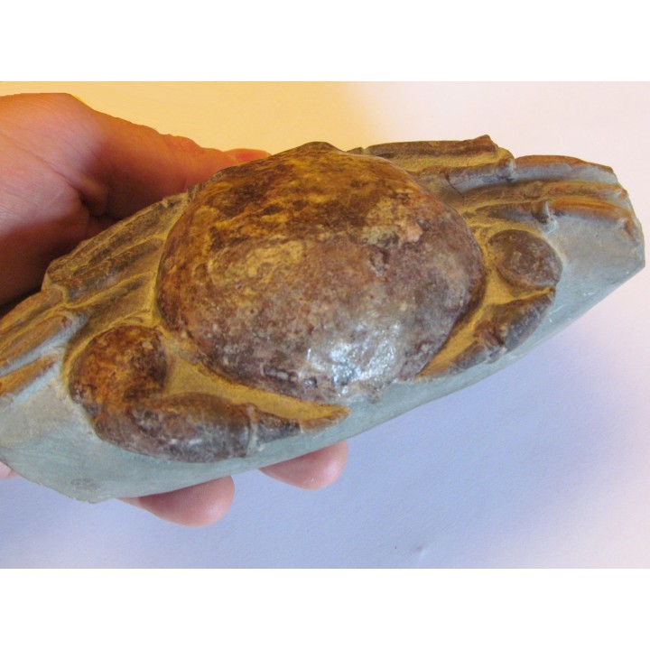 Tumidocarcinus Giganteus