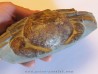 Tumidocarcinus Giganteus