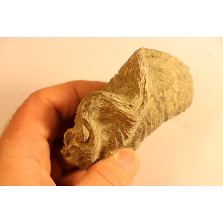 Ostrea nicaisei - Coniacien - south América