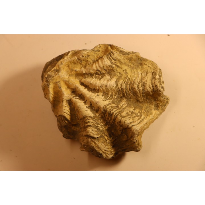 Ostrea nicaisei - Coniacien - south América